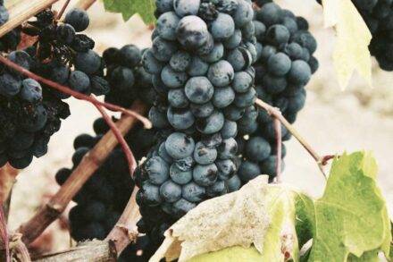 Blended wings: The sci-fi aircraft concept that could appear at an airport near you