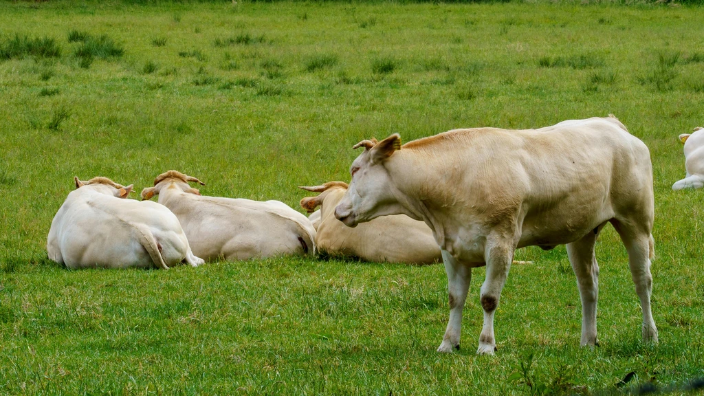 Hreddit: Dan zajedništva i otkrivanja – kako sudjelovati