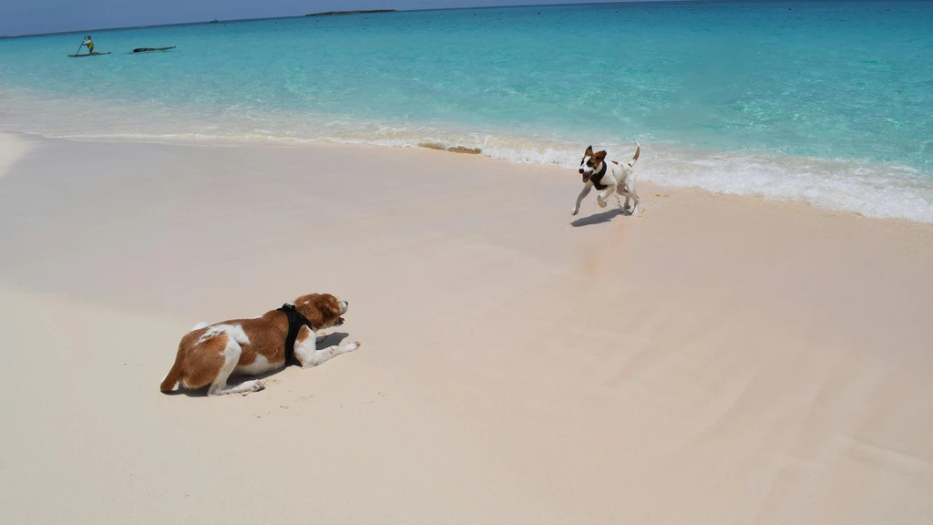 San Franciscanci traže pauzu u razvoju umjetne inteligencije – protest protiv Anthropica, OpenAI i xAI